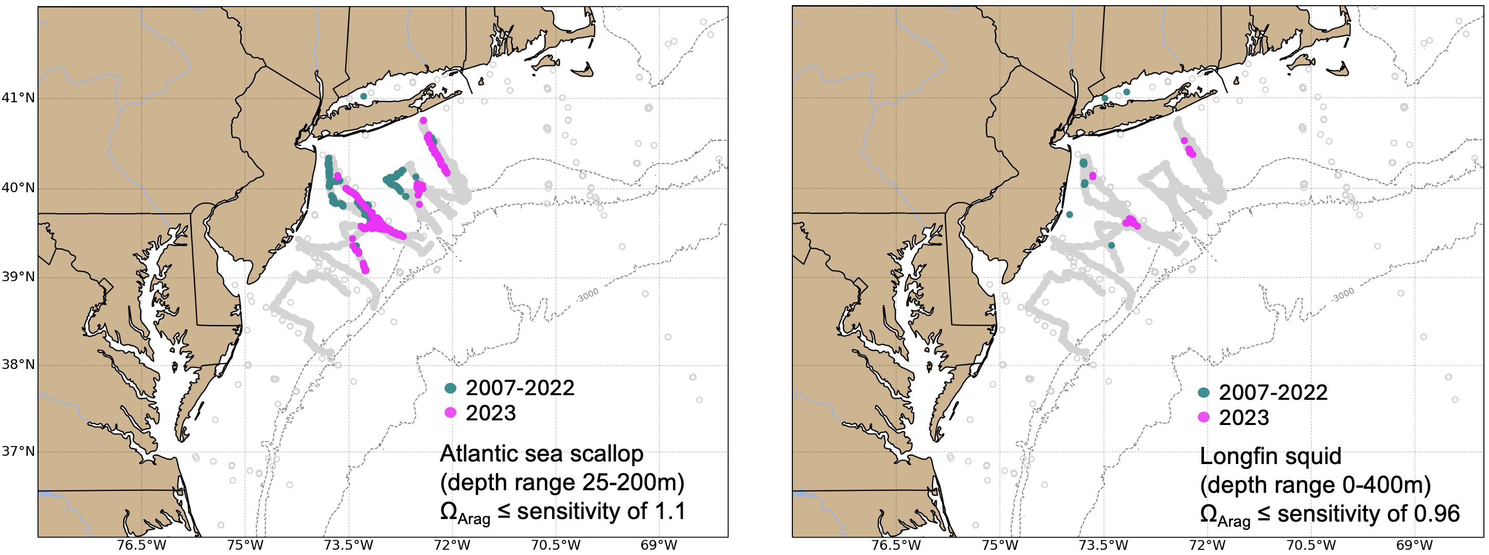 Locations where bottom aragonite saturation state ($\Omega_{Arag}$; summer only: June-August) were at or below the laboratory-derived sensitivity level for Atlantic sea scallop (left panel) and longfin squid (right panel) for the time periods 2007-2022 (dark cyan) and 2023 only (magenta). Gray circles indicate locations where bottom `\(\Omega_{Arag}\)` values were above the species specific sensitivity values..