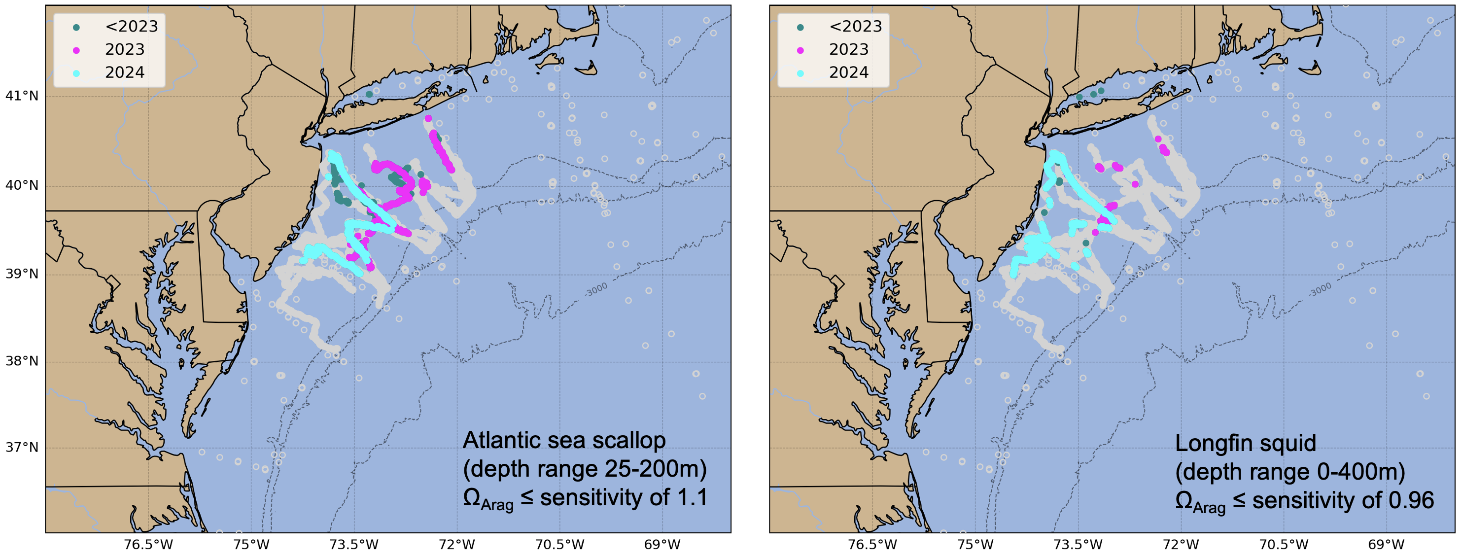 Locations where bottom aragonite saturation state (`\(\Omega_{Arag}\)`; summer only: June-August) were at or below the laboratory-derived sensitivity level for Atlantic sea scallop (left panel) and longfin squid (right panel) for the time periods 2007-2022 (dark cyan), 2023 only (magenta) and 2024 only (cyan). Gray circles indicate locations where bottom `\(\Omega_{Arag}\)` values were above the species specific sensitivity values.